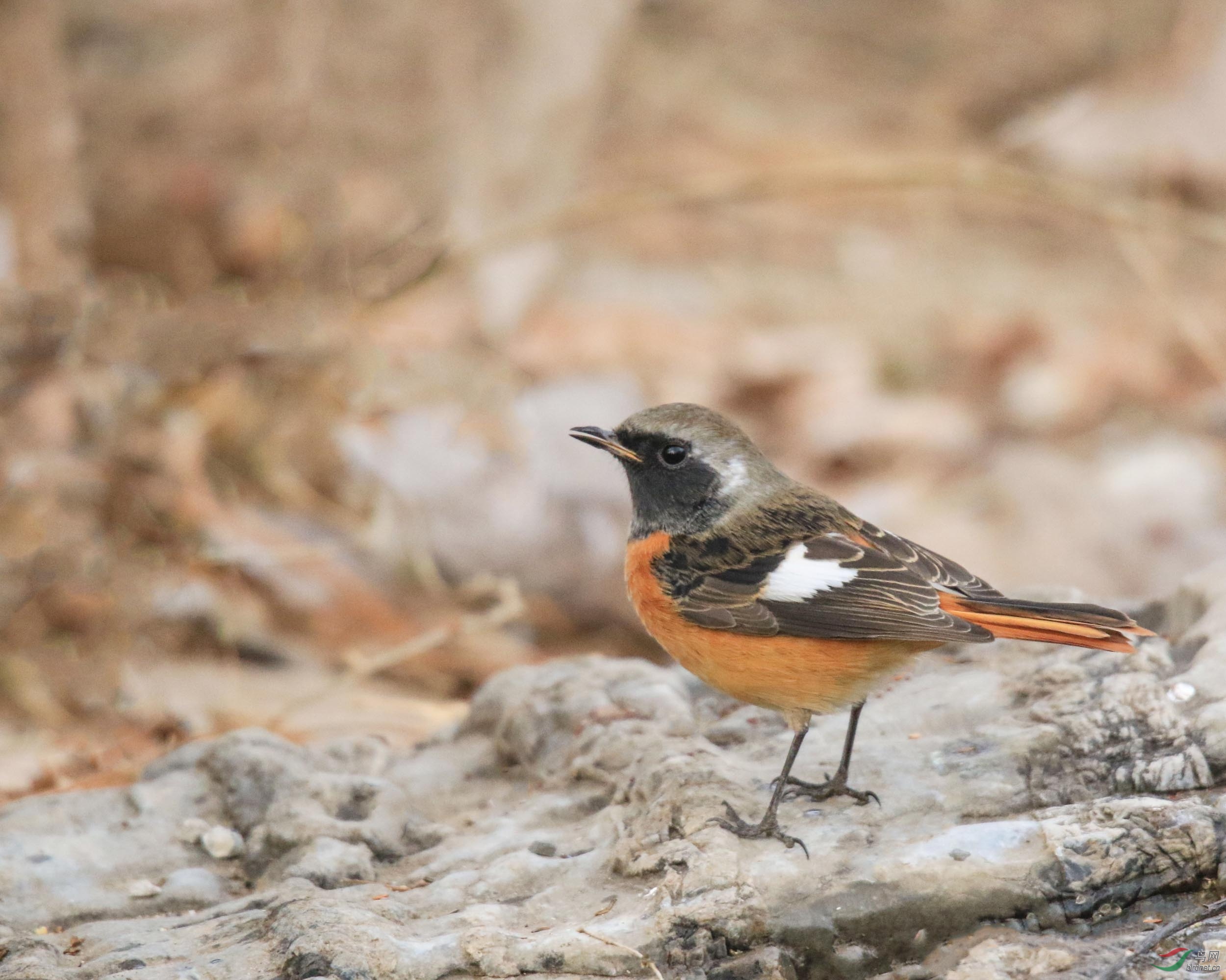 18年关门鸟 (今天下午拍) - 河北版 hebei 鸟网
