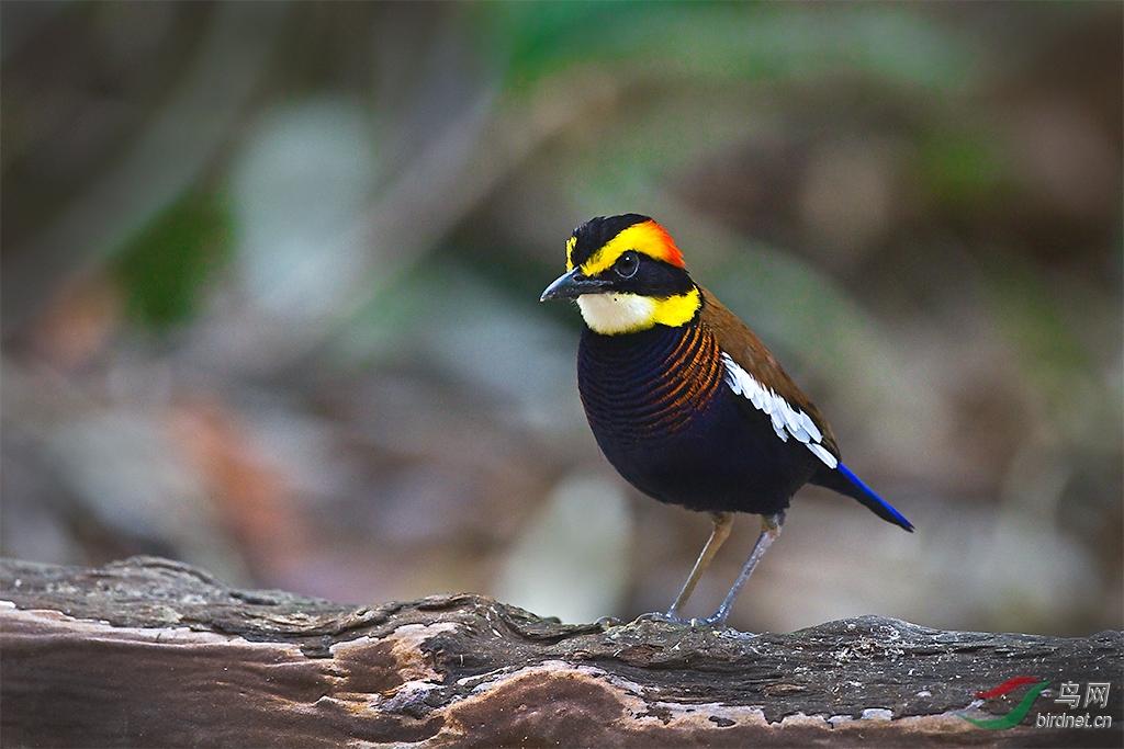 蓝尾八色鸫 祝亲们节日快乐!
