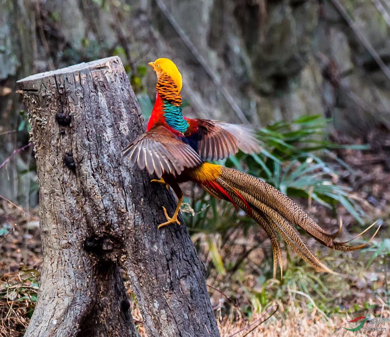 红腹锦鸡全国二级保护动物看到它的人会幸福吉祥哦