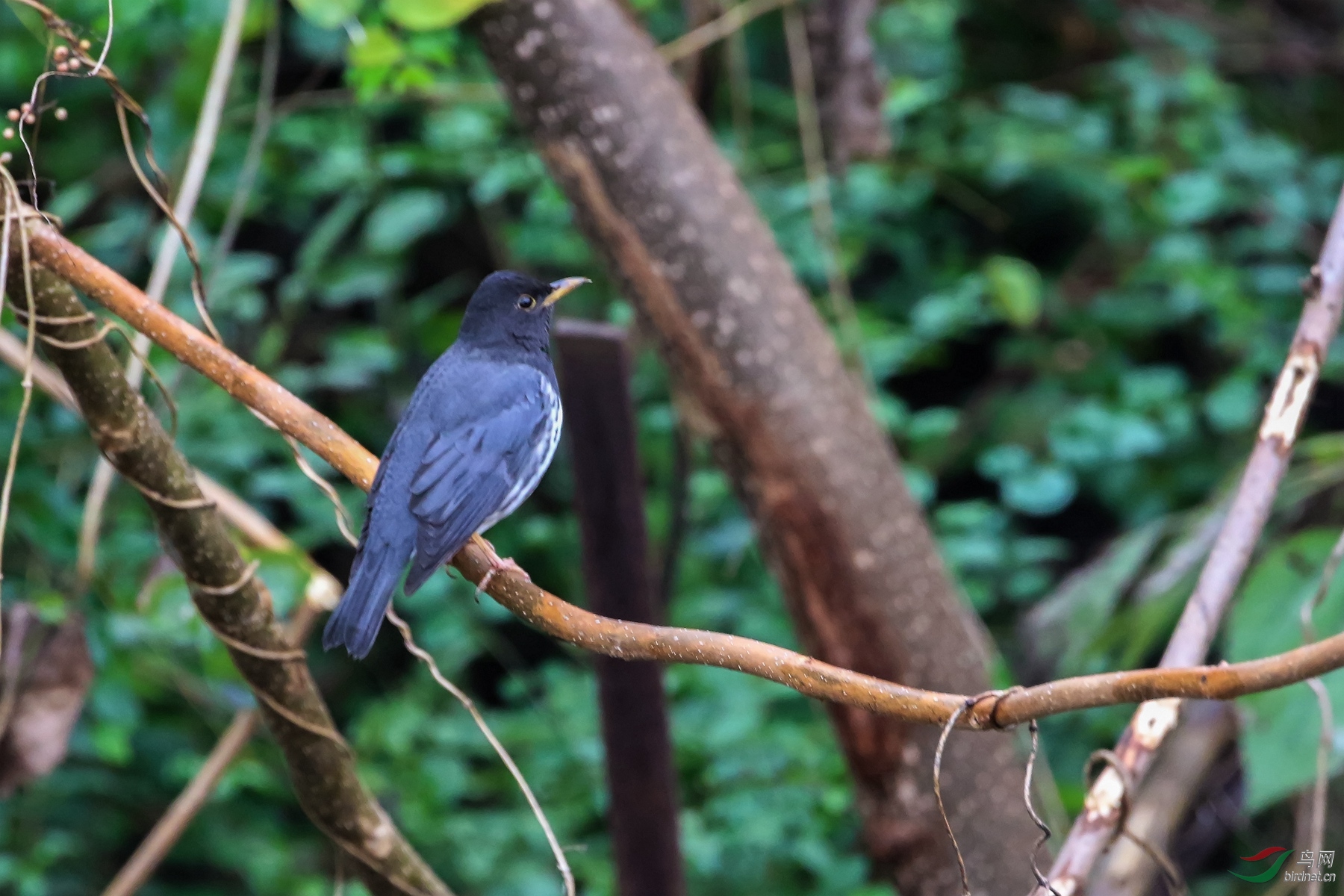 收录新鸟种乌灰鸫