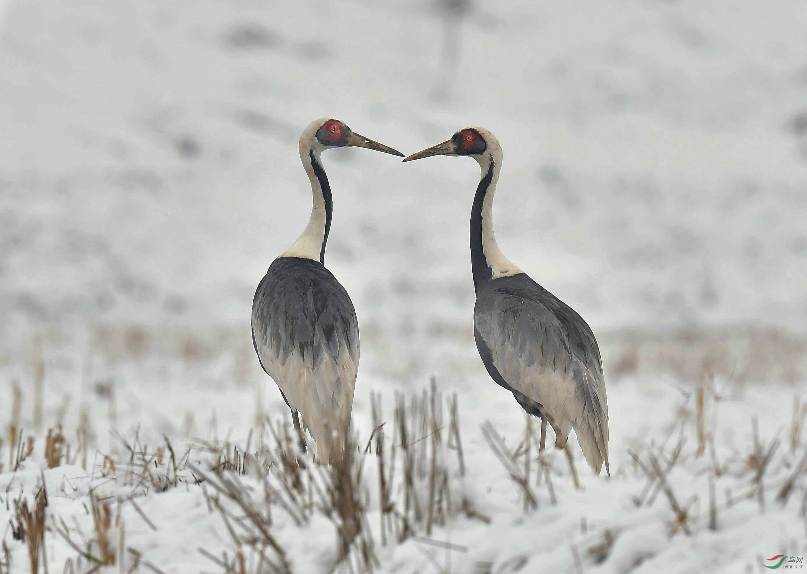 冰天雪地,天寒地冻,白枕鹤伴侣默默相视,用火热的眼神相互鼓励