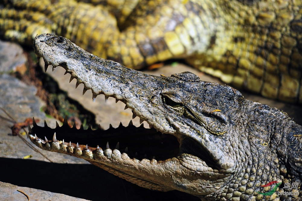 非洲野生动物科普3非洲鳄鱼