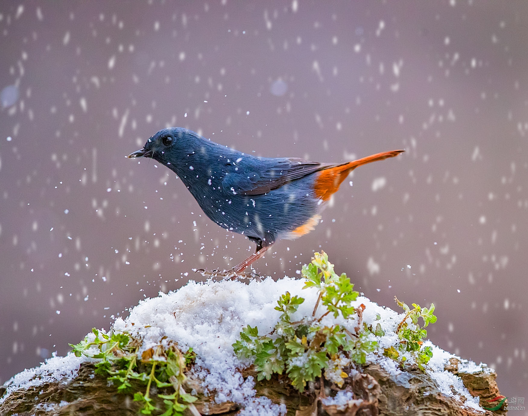 雪中小鸟