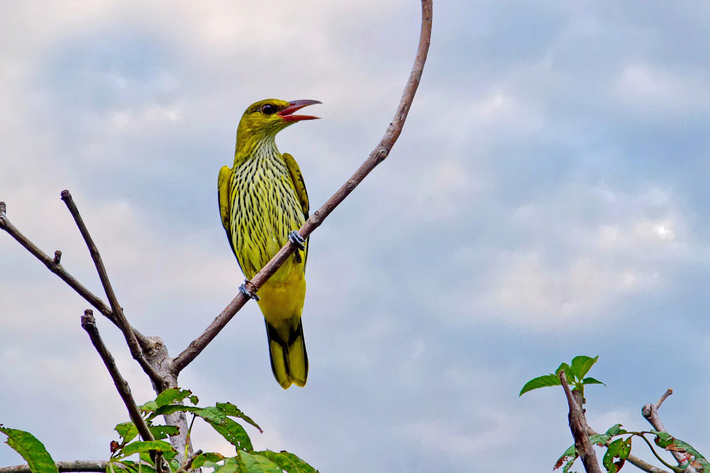 青年黑枕黄鹂鸟