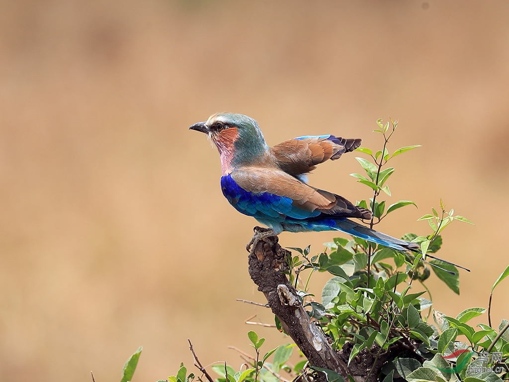 粉胸佛法僧~祝贺荣获首页鸟类精华!