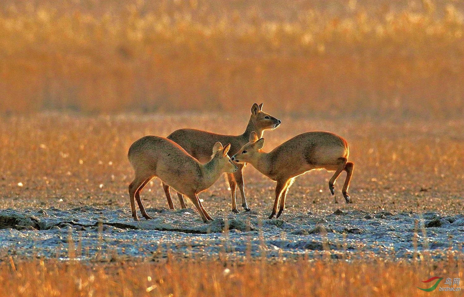 AK2Y5404_1500.jpg