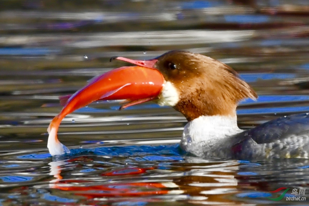 吞吃紅魚