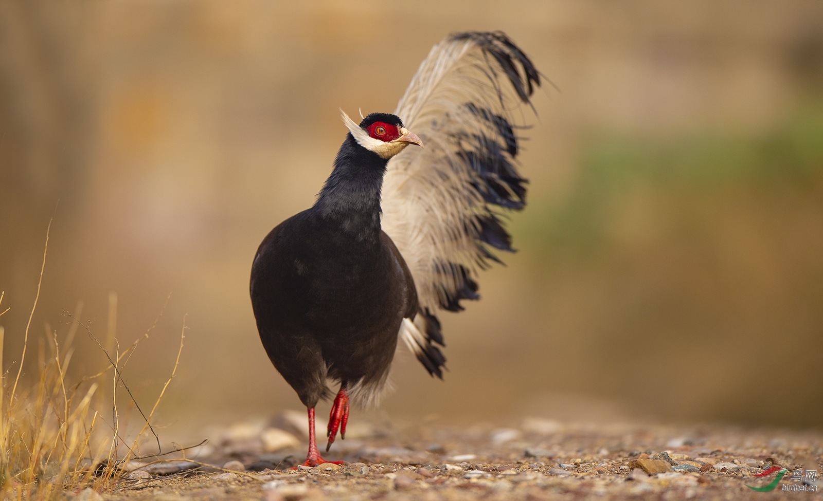 (褐马鸡) - 四川版 sichuan 鸟网
