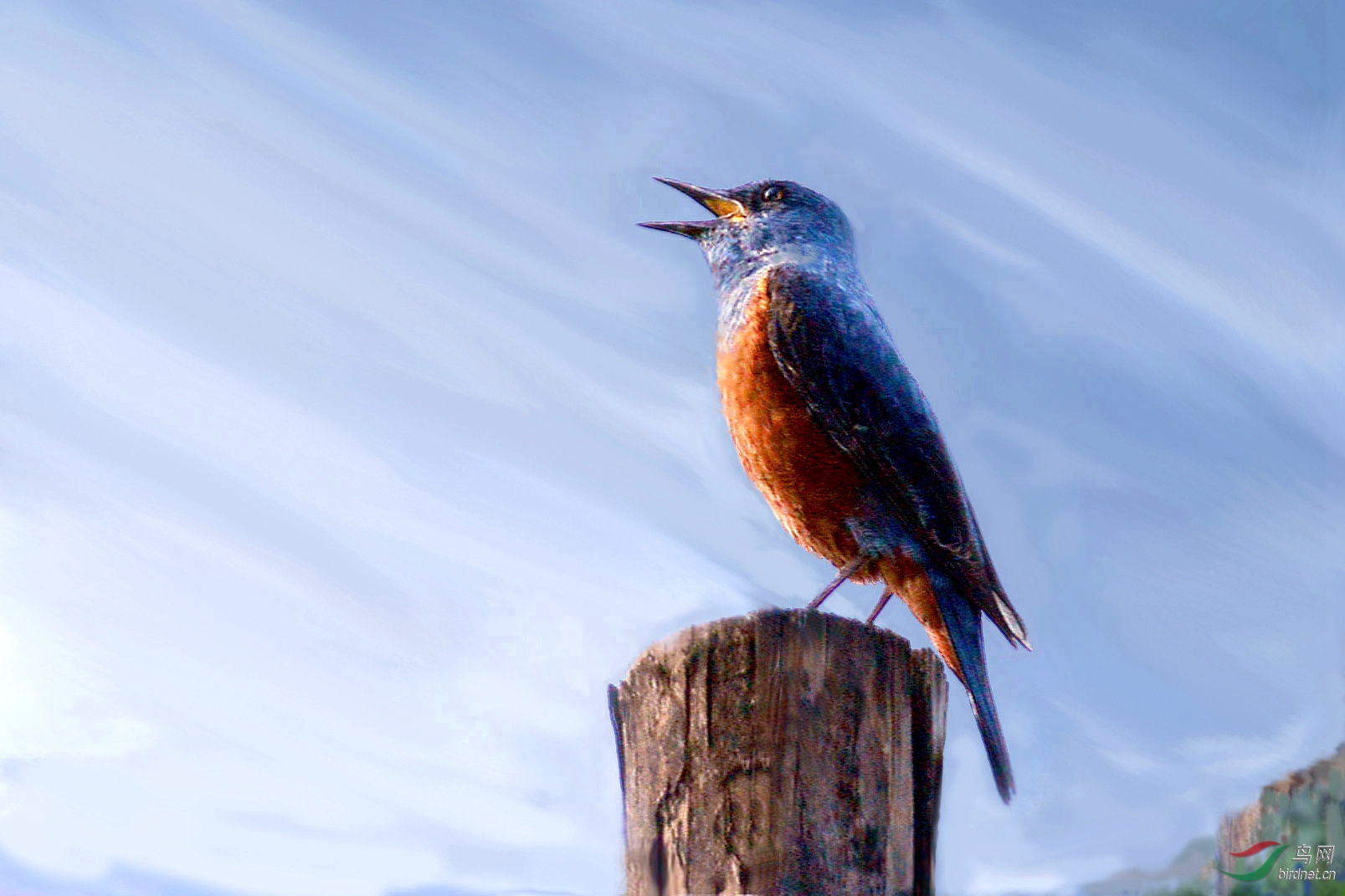 空山鸟语蓝姬鸫谢谢浏览