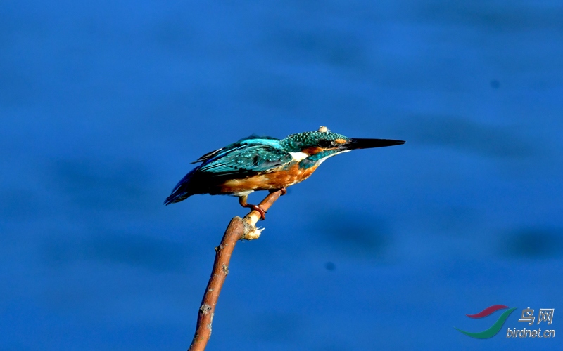 青翠雄姿(2018年摄于北京清河) - 黑龙江版 heilongjiang 鸟网