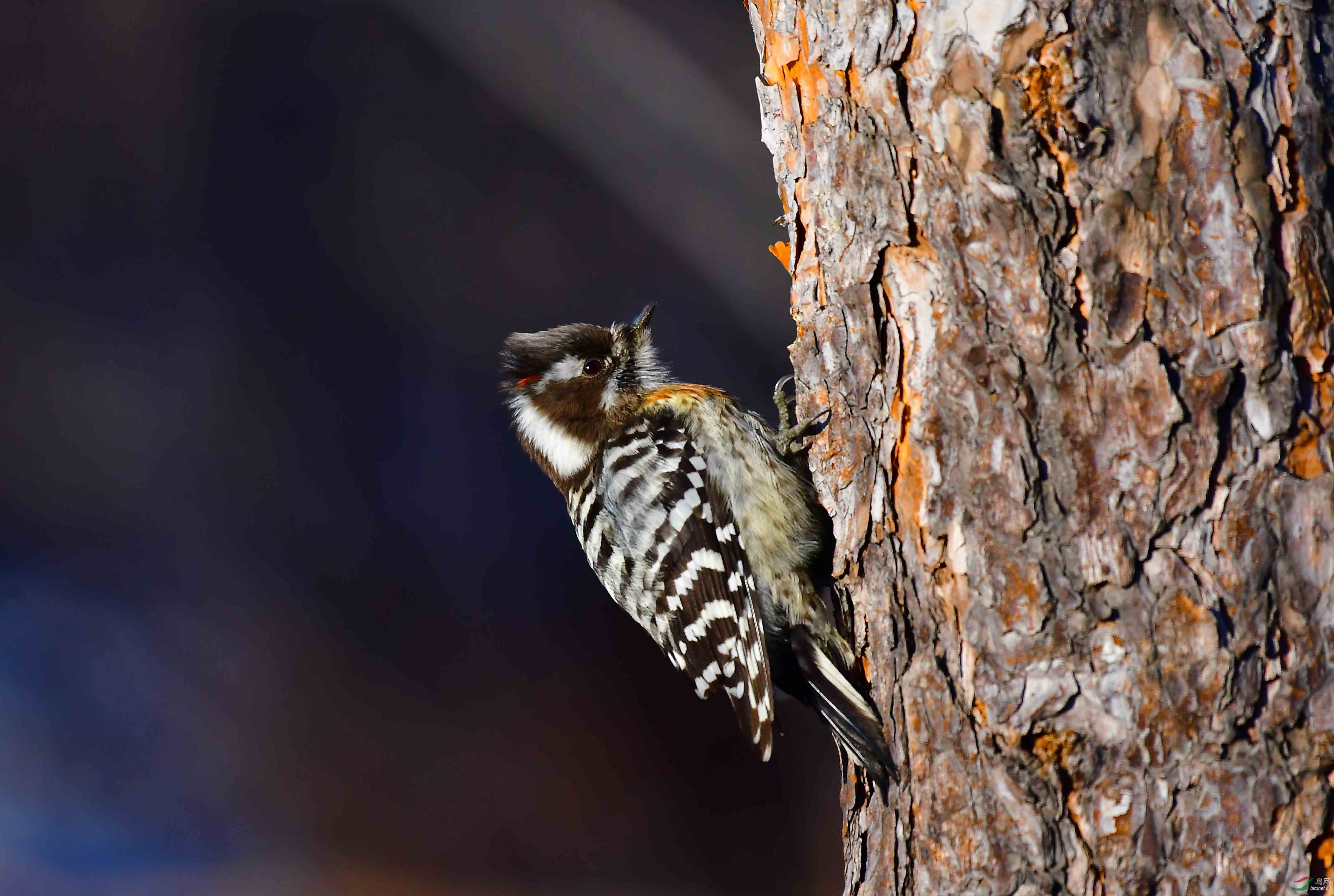 小星头啄木鸟——祝鸟友元旦快乐!