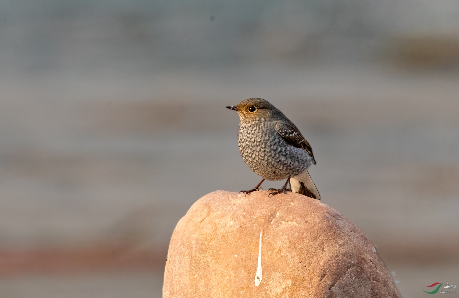 红尾水鸲mm - 河北版 hebei 鸟网