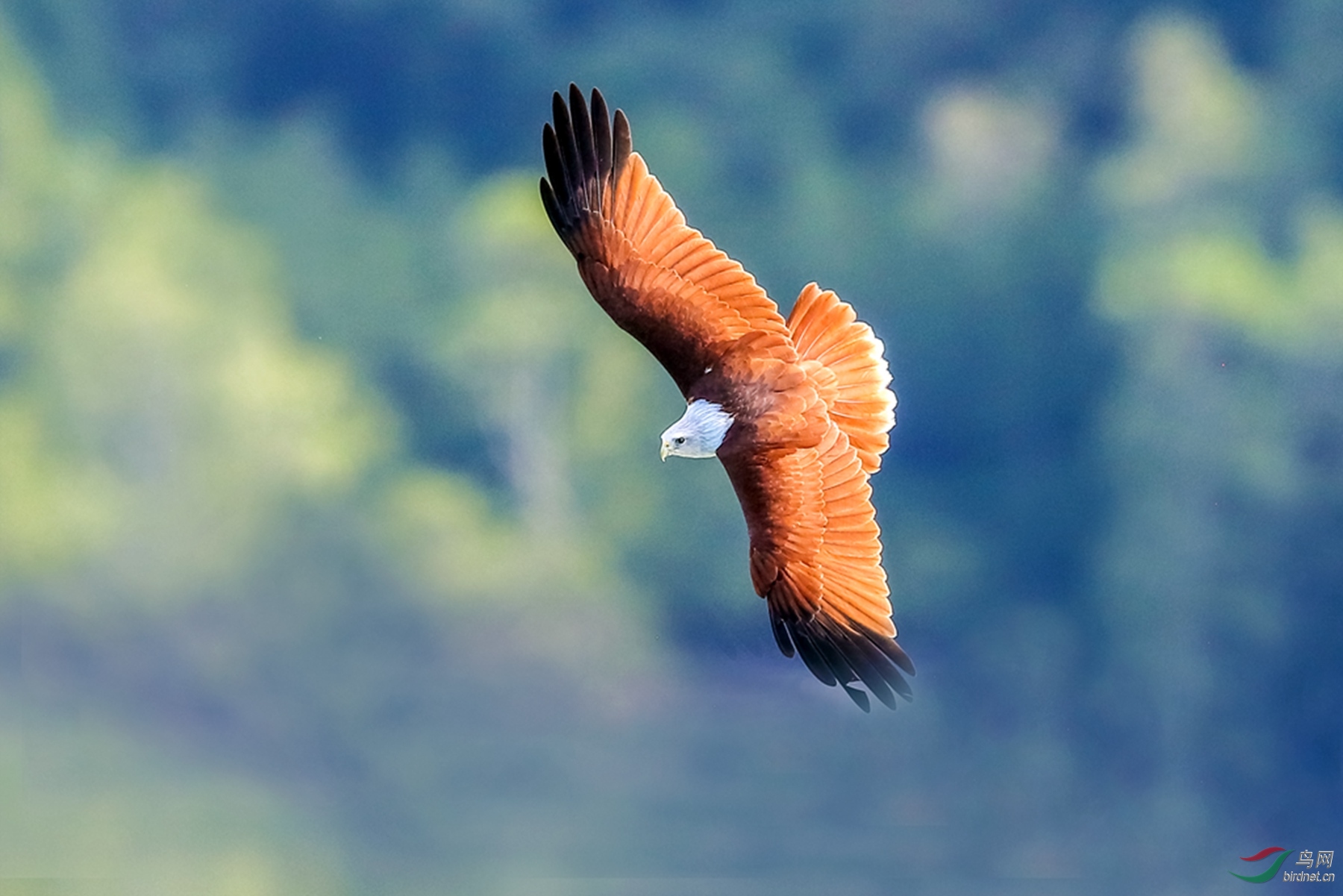 916A1161  01_����.jpg