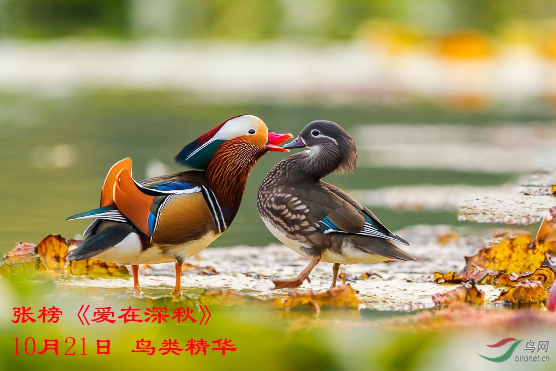 10-21张榜鸟类精华《爱在深秋》.jpg