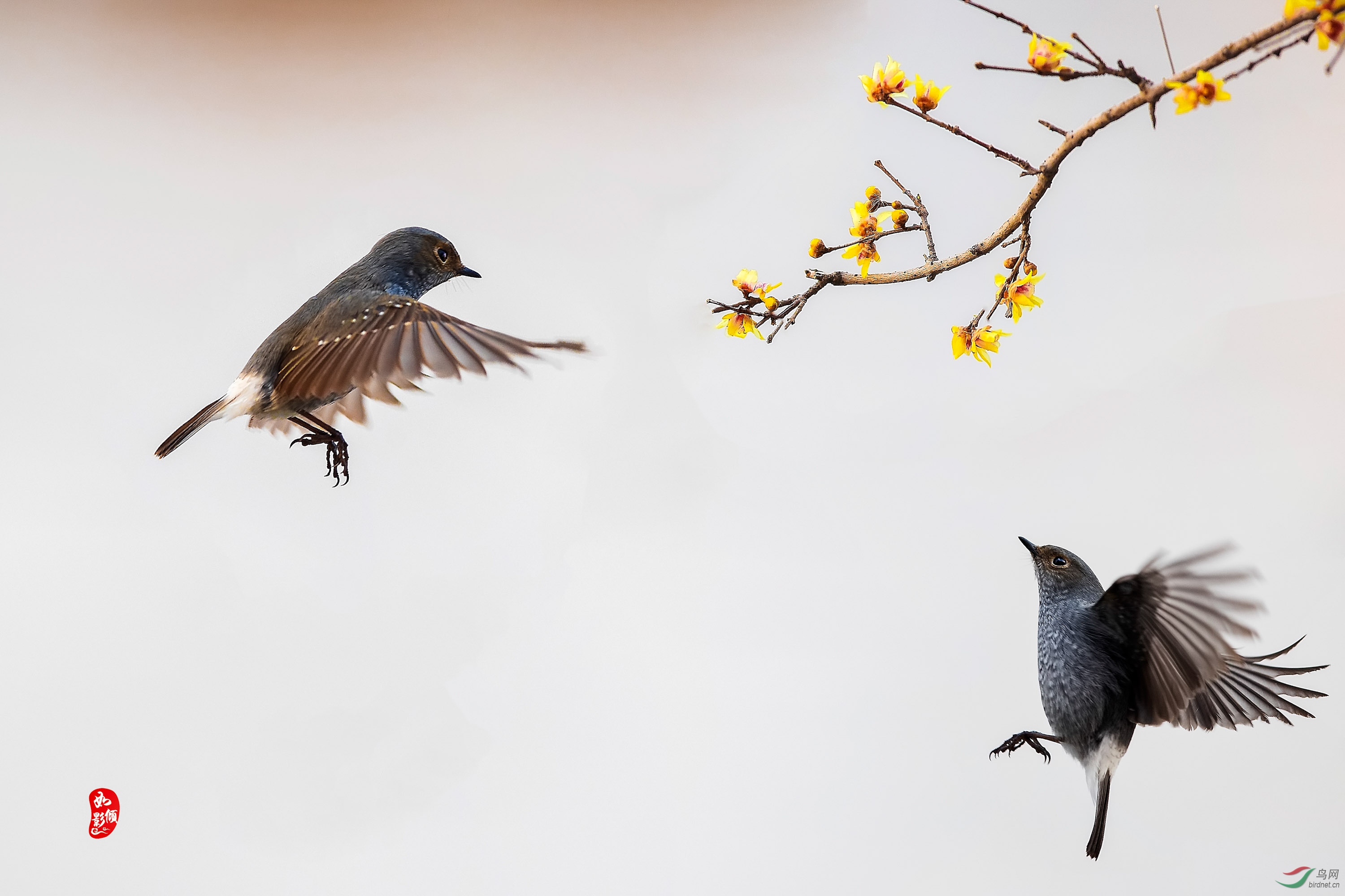 腊梅花开,双鸟争斗,新年问好!