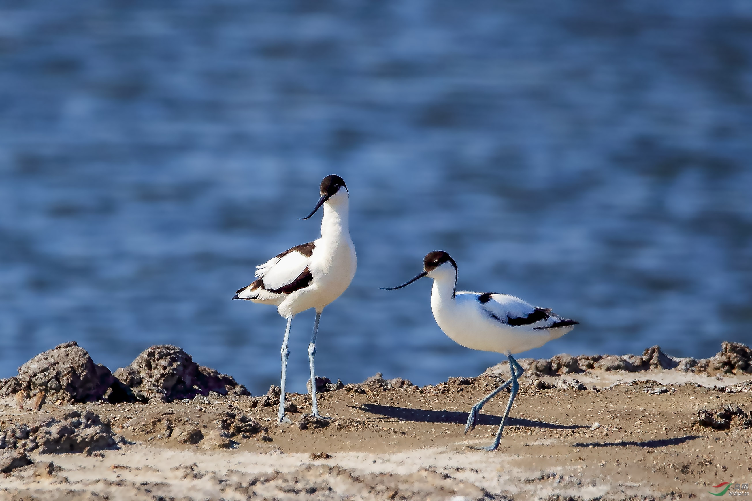 侧逆光下的反嘴鹬