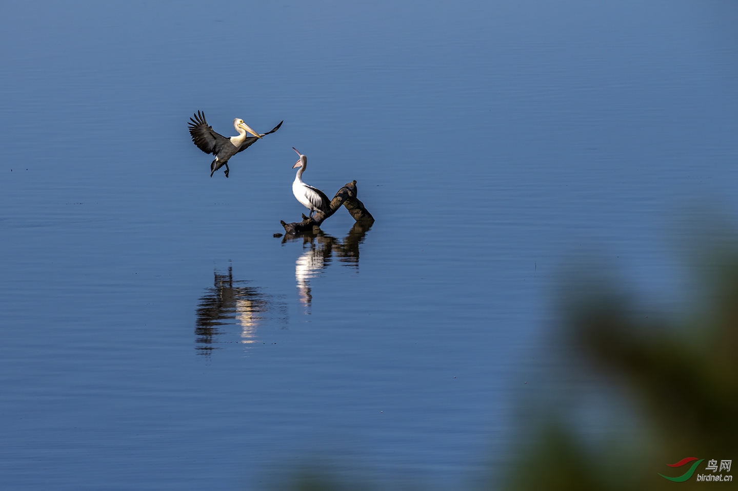 �����ڰ���Burrumbeet����