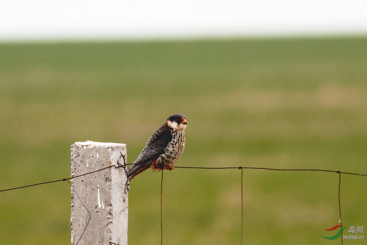 _DSC2916.jpg