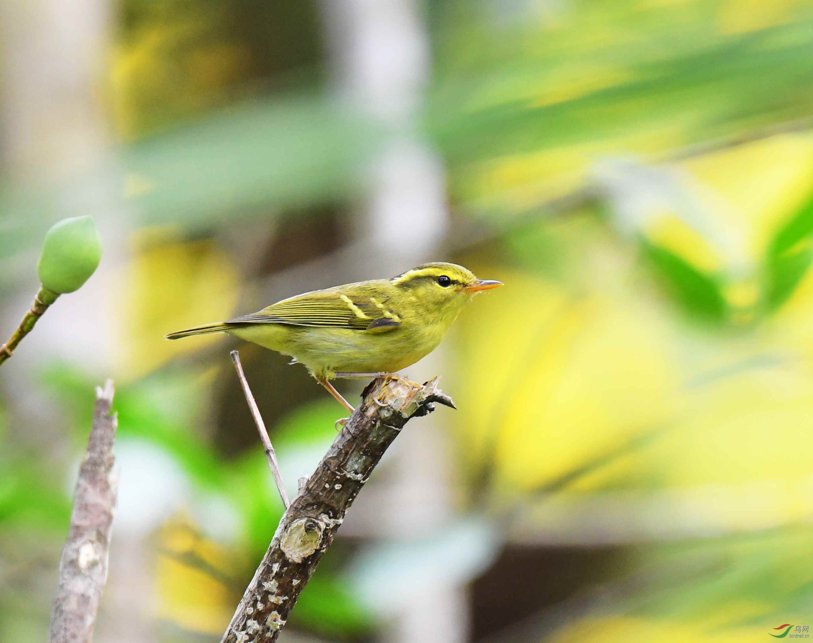 海口拍的柳莺请老师指教