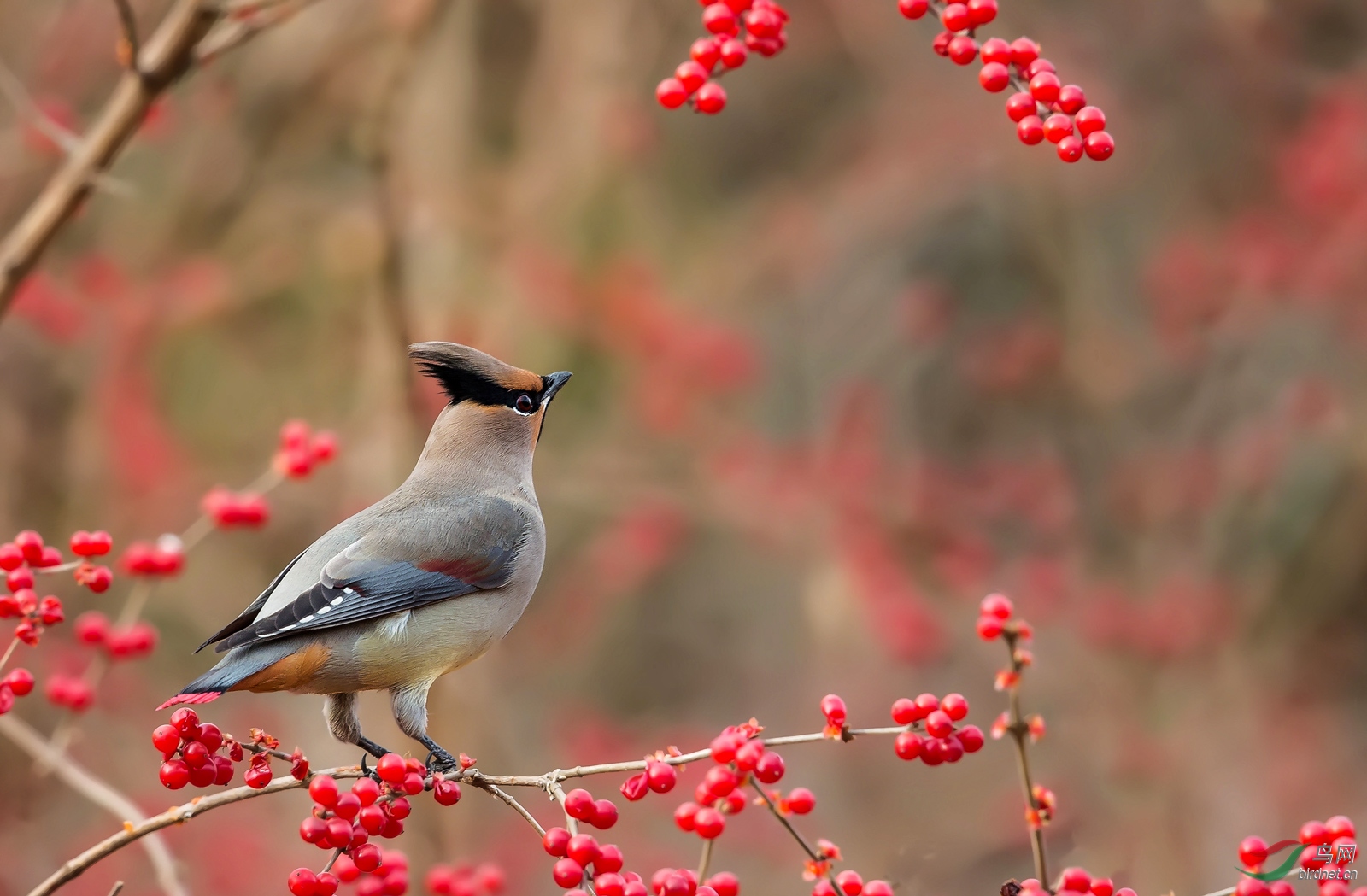 望太平一派温馨小太平鸟