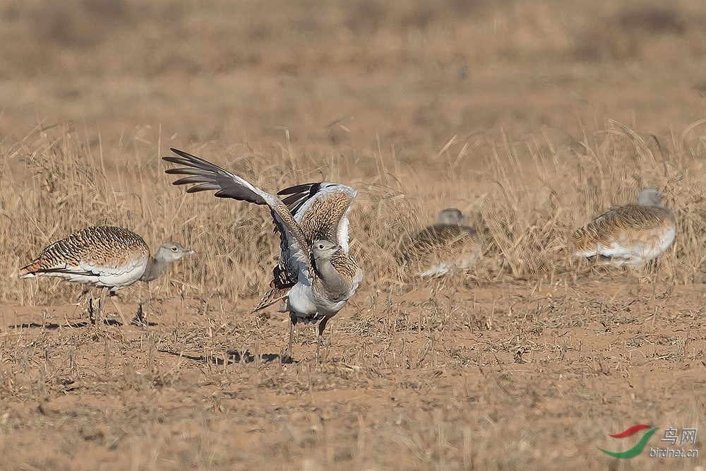 大鸨- 青海版 qinghai 鸟网