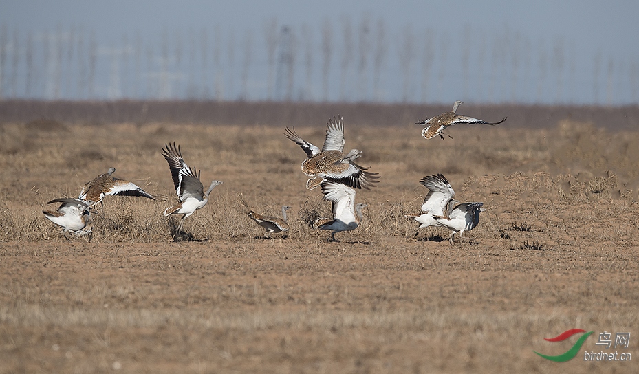 大鸨- 青海版 qinghai 鸟网