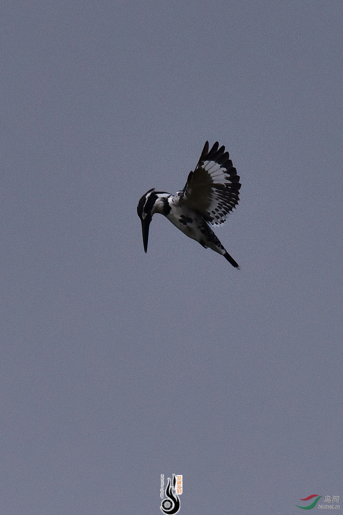 DSC_0873.JPG