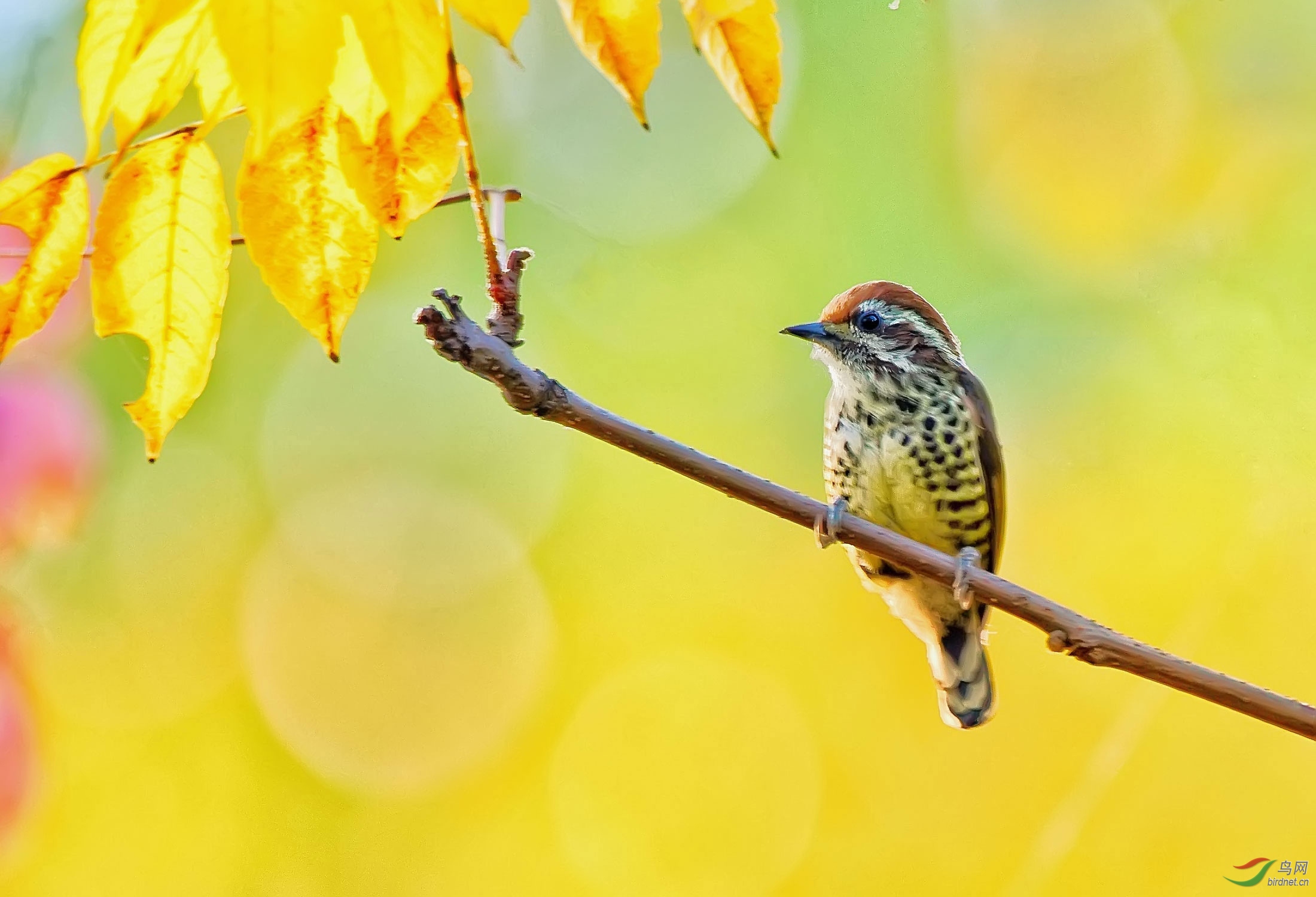 �߼���ľ��