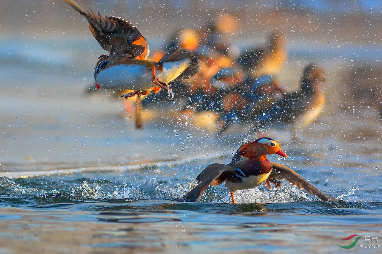 鸳鸳相争只为鸯