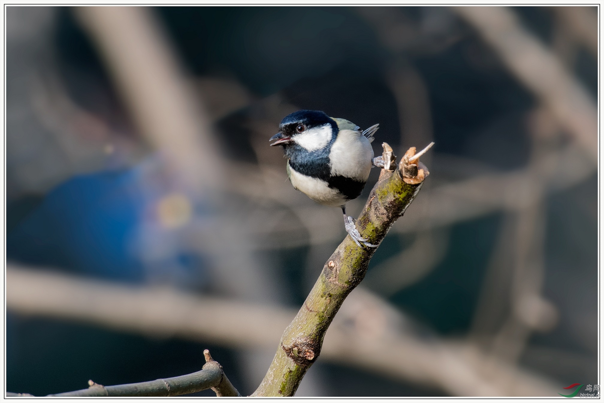 �ĺ�в��β�ͻȻ����ֻ��ɽȸ