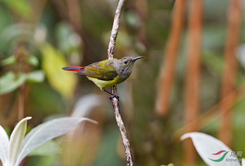 ��β̫���� �� AY3B6462  AAAA.jpg