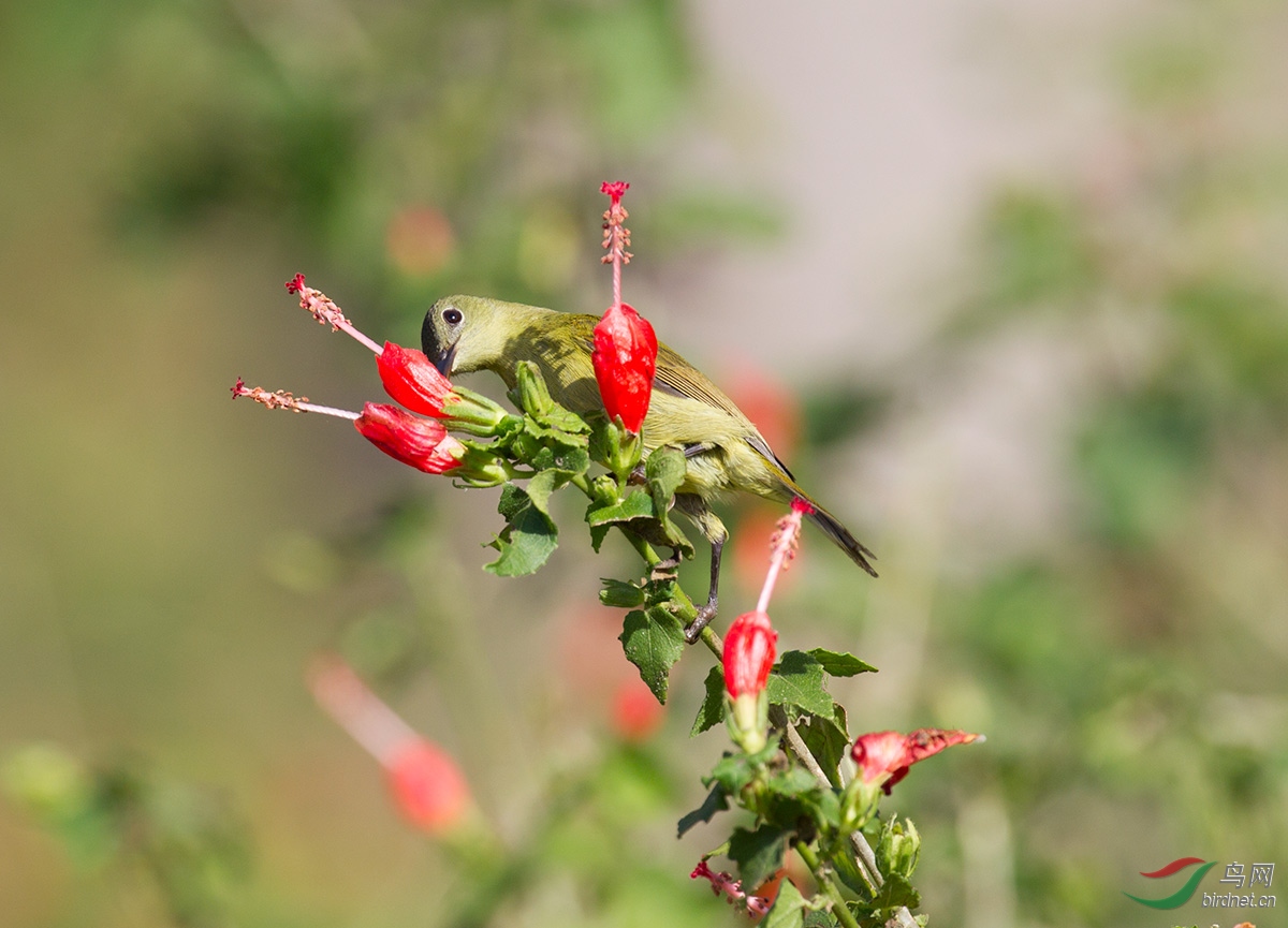 AY3B9471---bb - ����.jpg