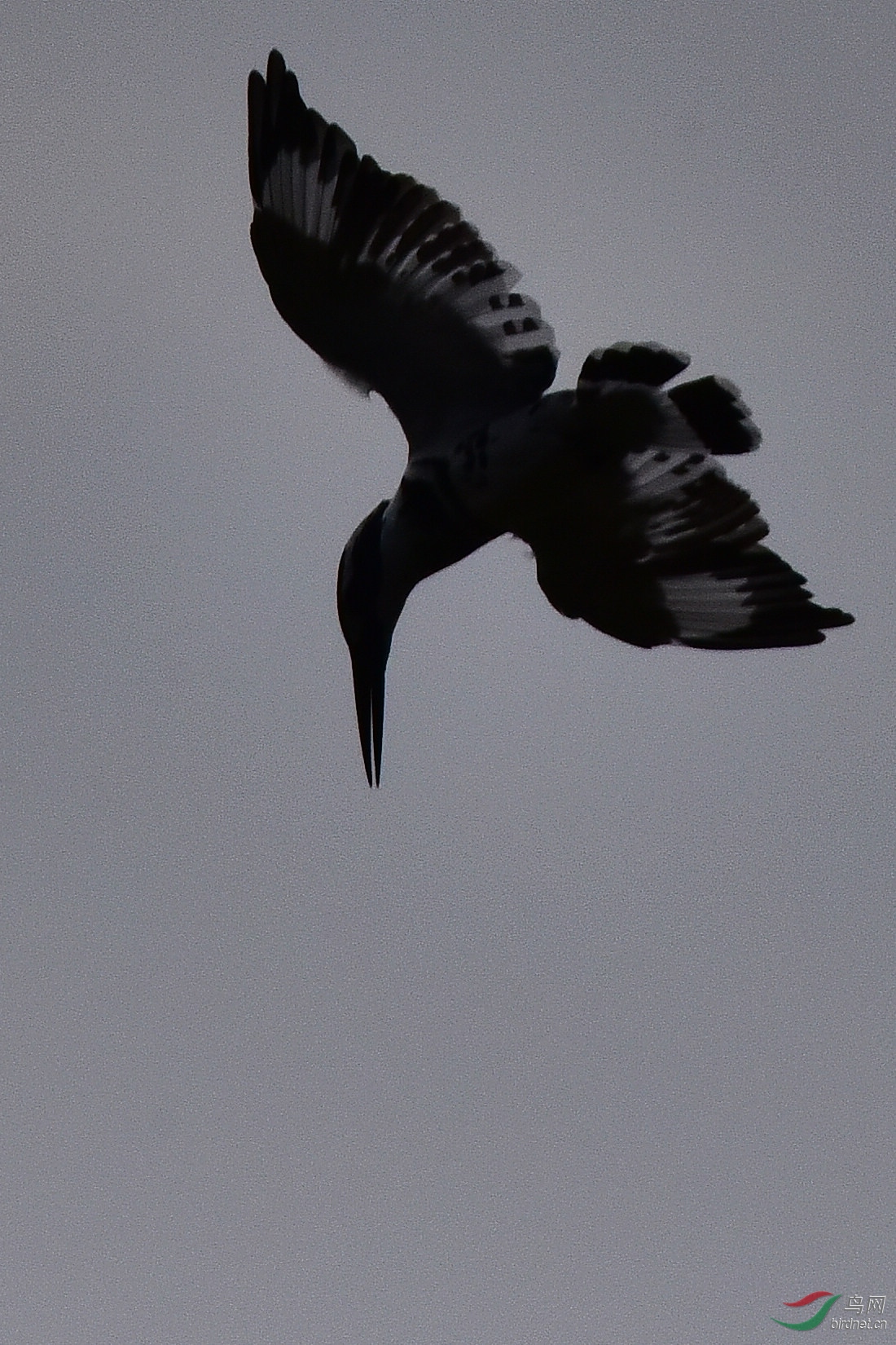 DSC_0901.JPG