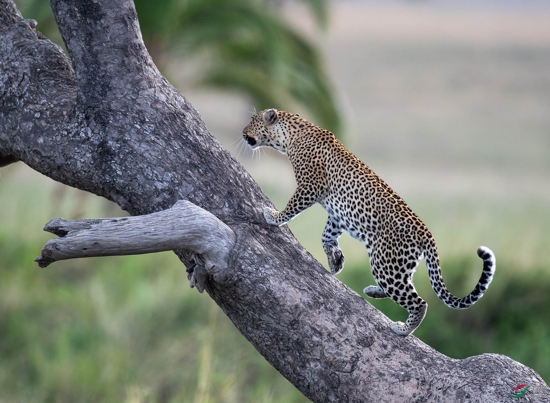 花豹上树 - 摄影师版 鸟网