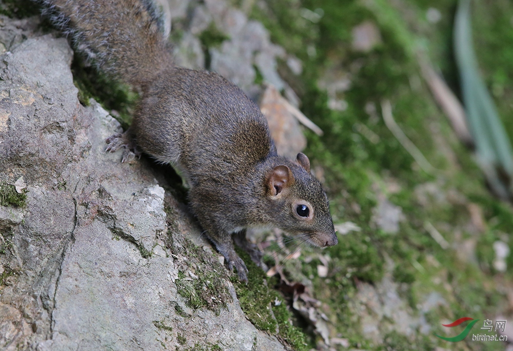 松鼠.jpg
