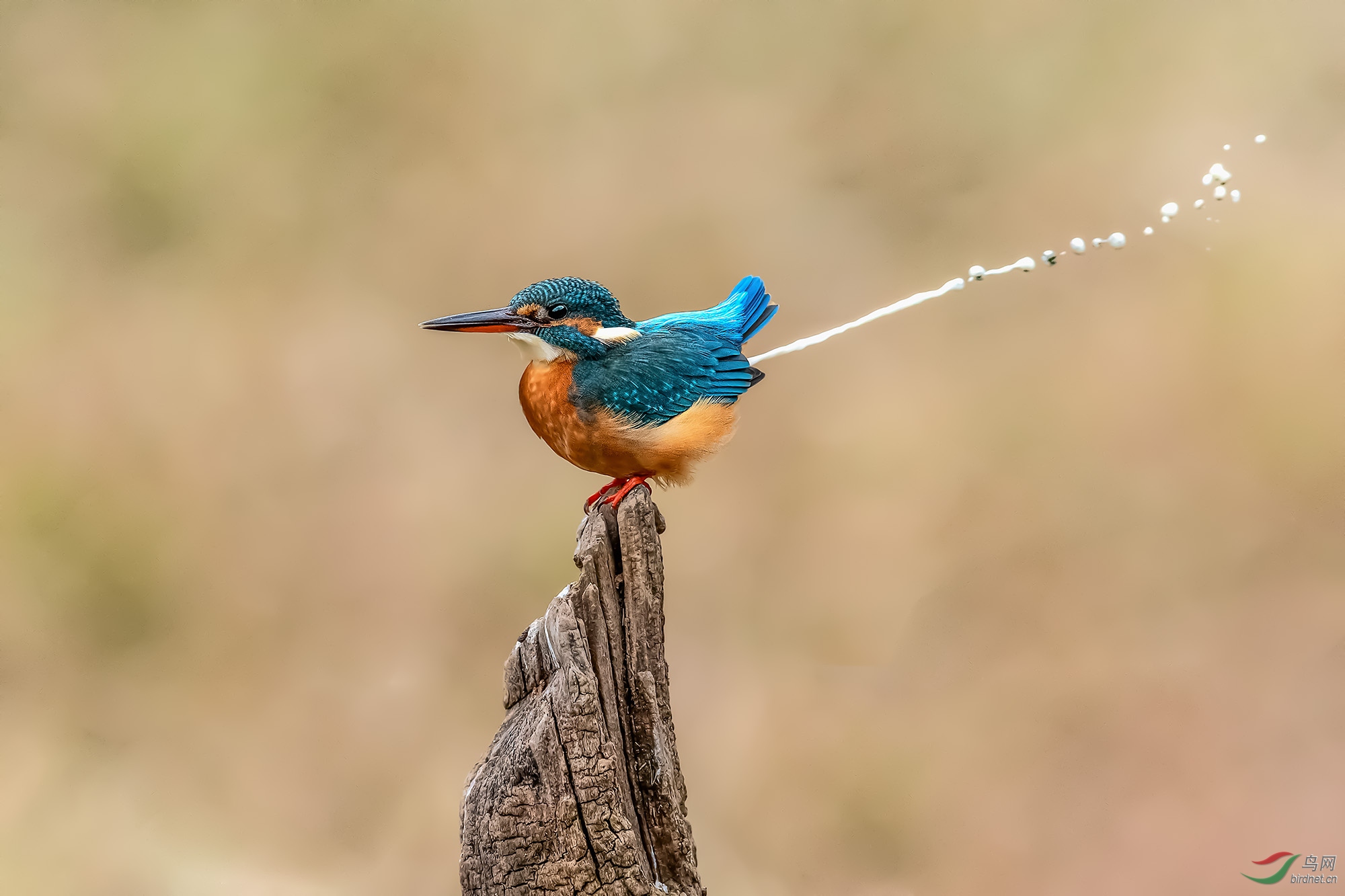 DSC_2861-1.jpg
