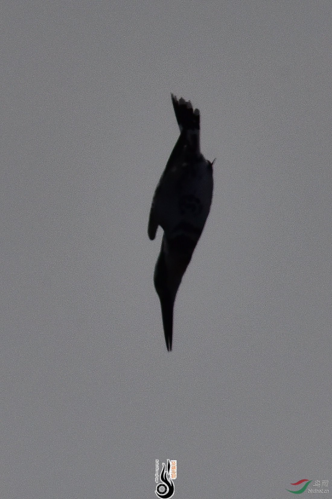 DSC_0904.JPG