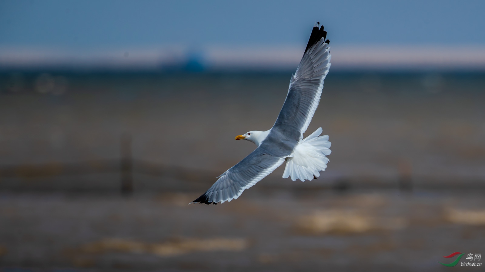 飞翔的--银鸥 - 海南版 hainan 鸟网