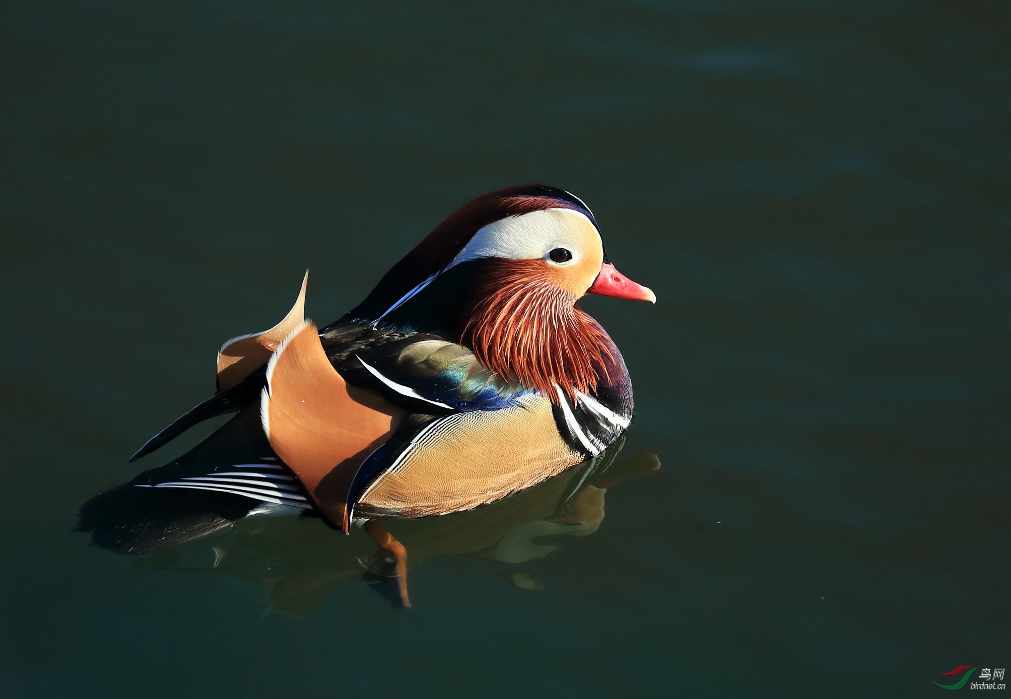 论坛 69 地方区 69 安徽版 anhui 69 鸳鸯