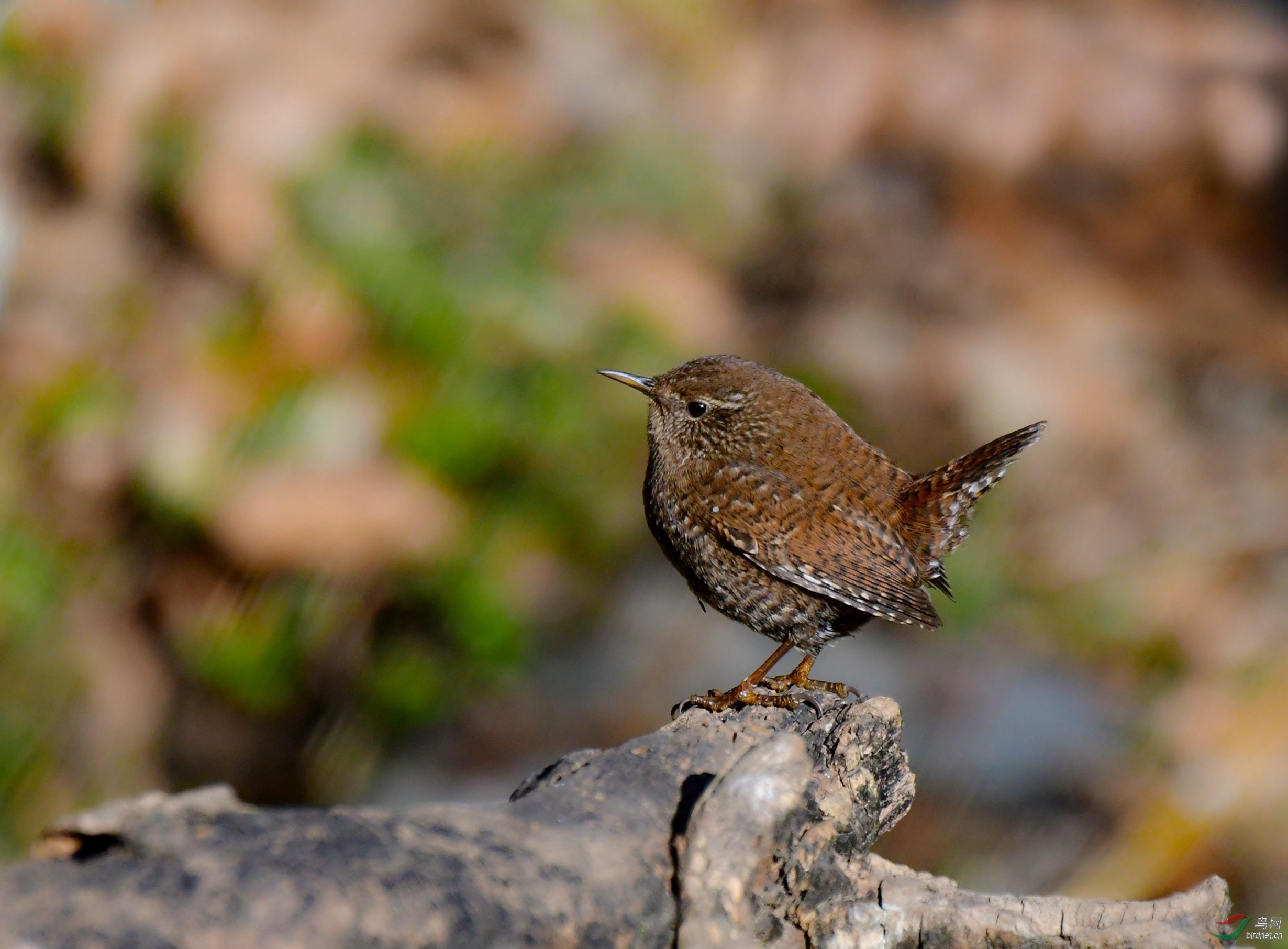 冬日里的----小鹪鹩 - 皇城根拍鸟e族 鸟网