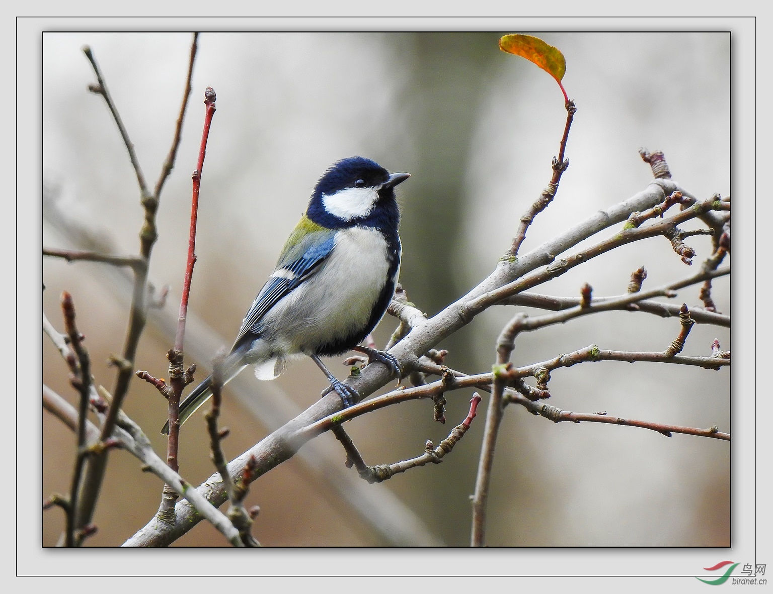 ���˵�12��