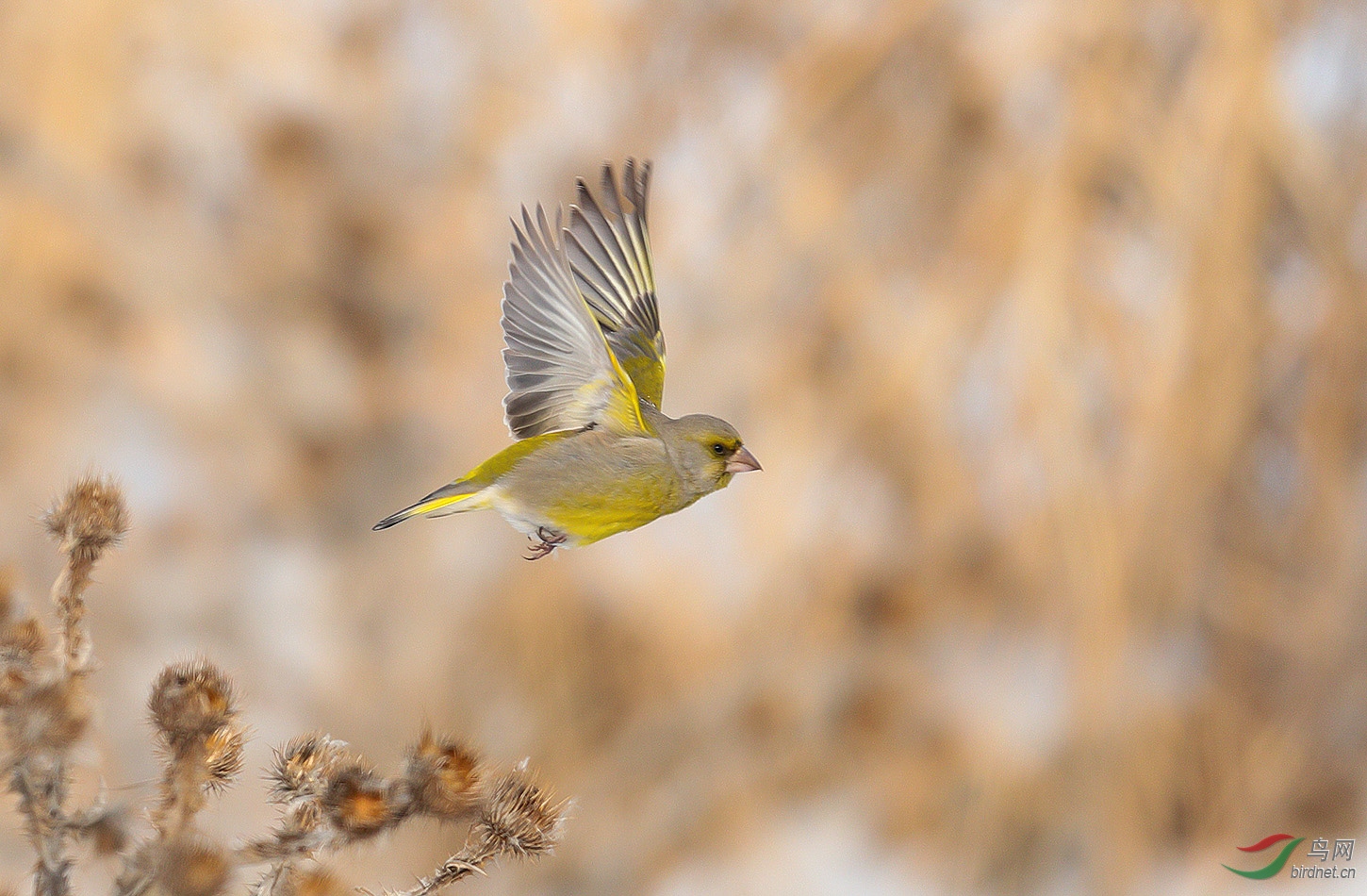 (欧金翅雀)-飞吧