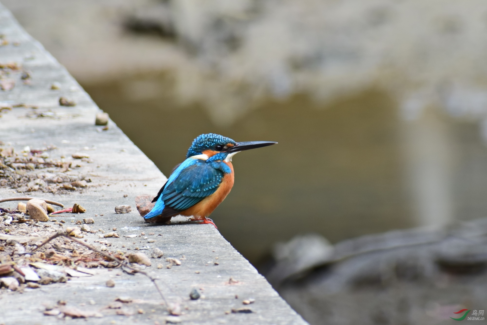 DSC_3736.JPG