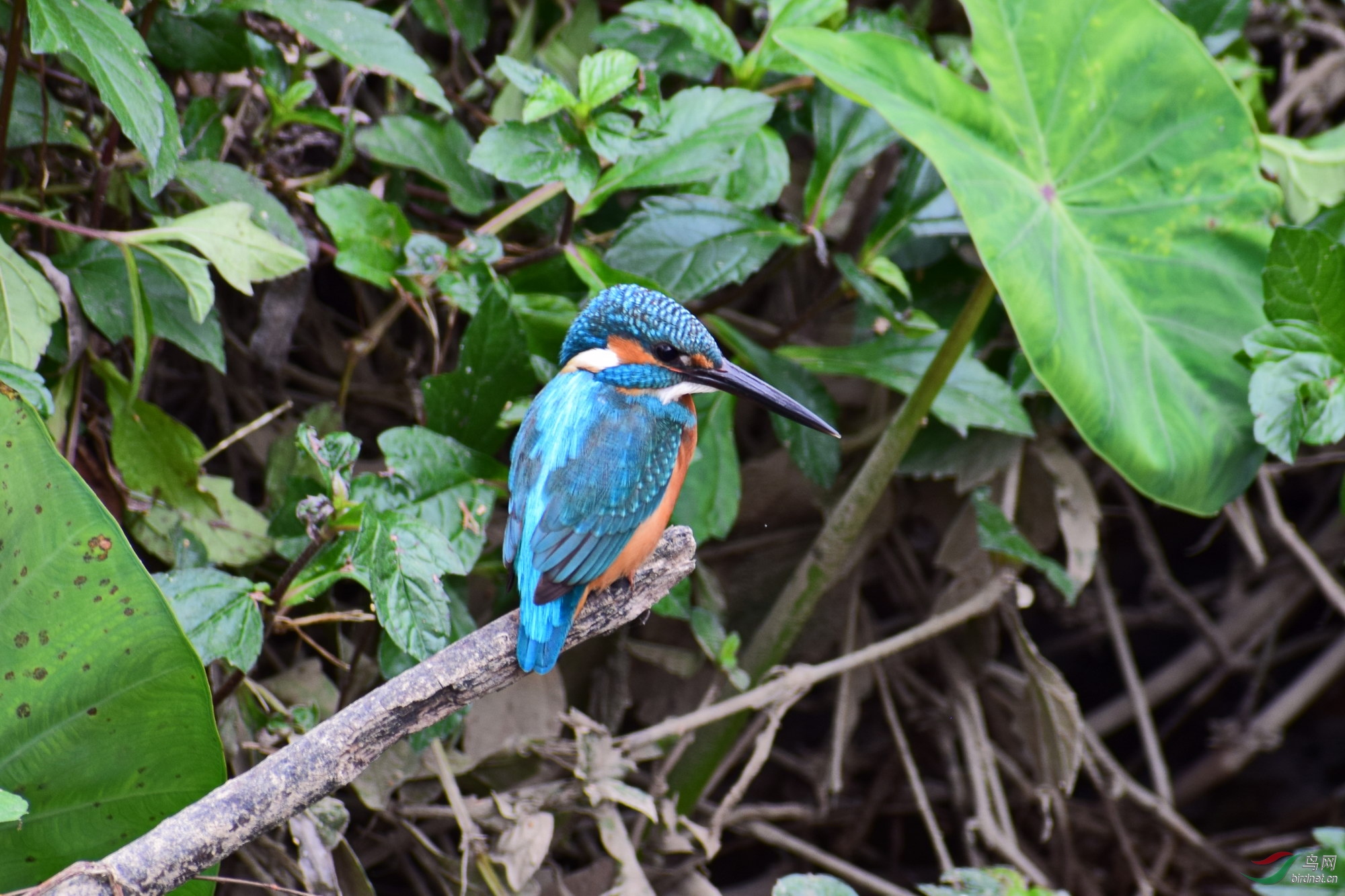 DSC_3731.JPG