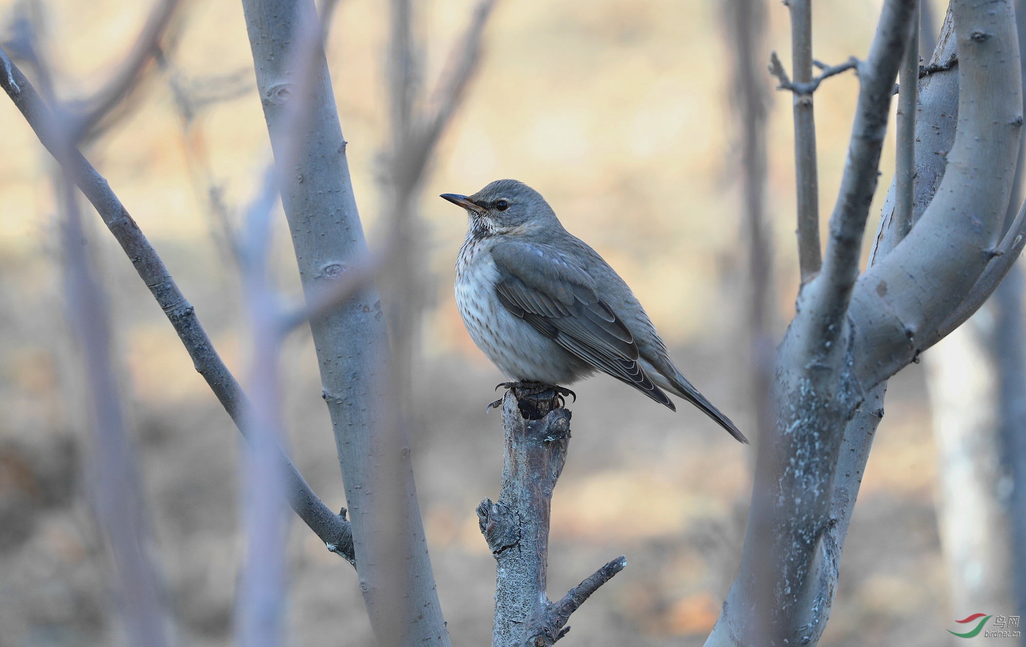 请教这是什么鸫 - 鸟类识别 鸟网