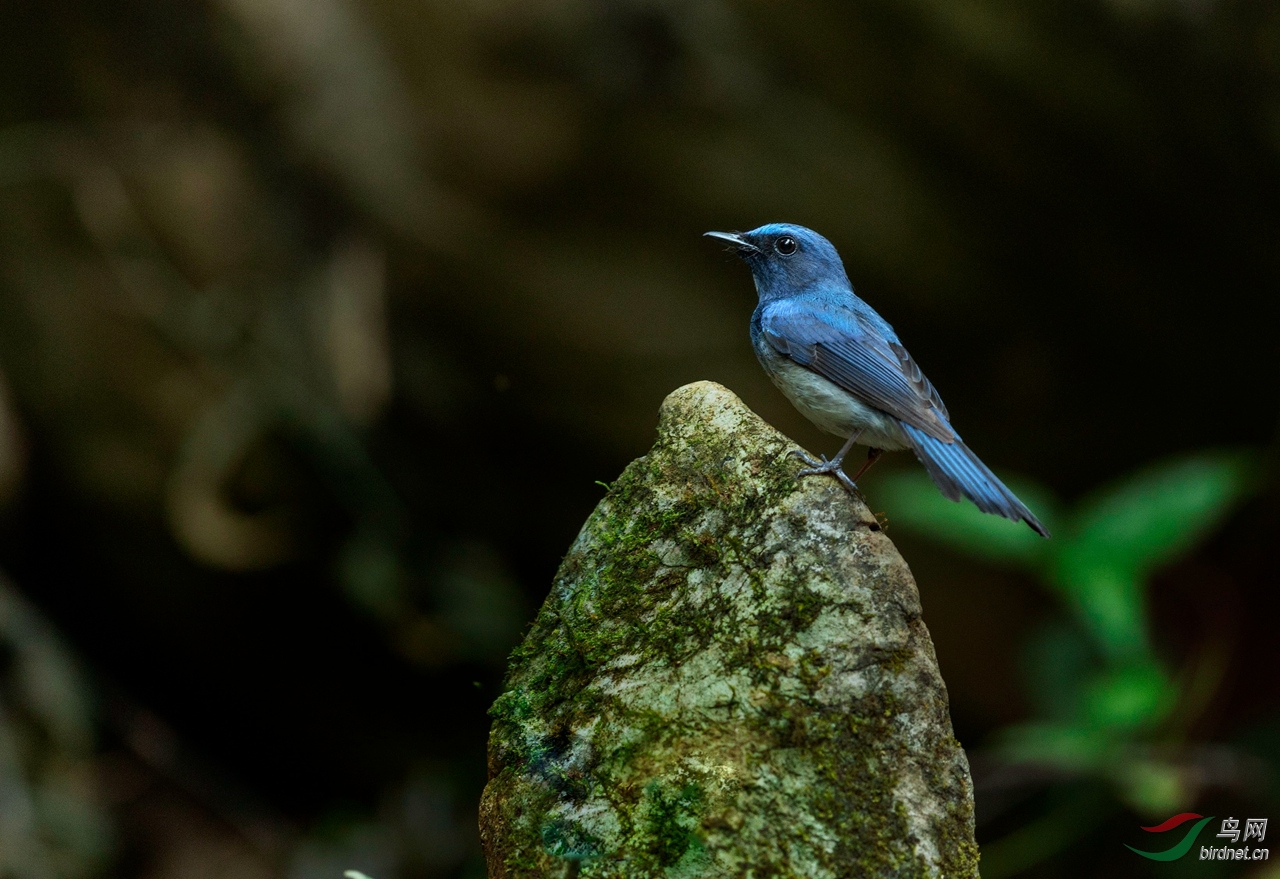 海南仙翁(获首页鸟类精华)