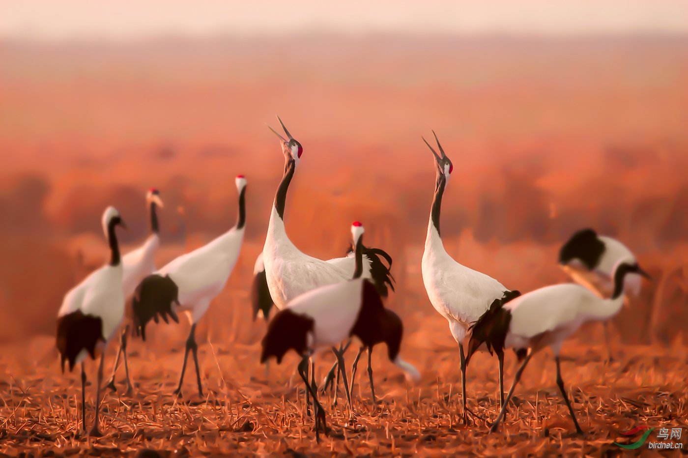 鹤鸣新年吉祥到祝贺荣获本版佳作