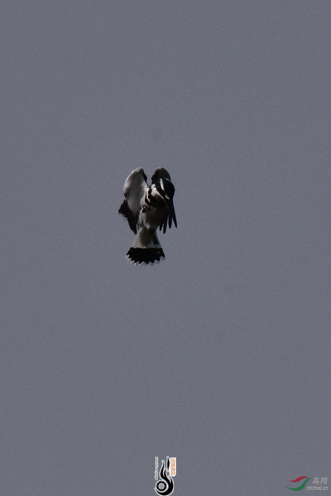 DSC_0949.JPG