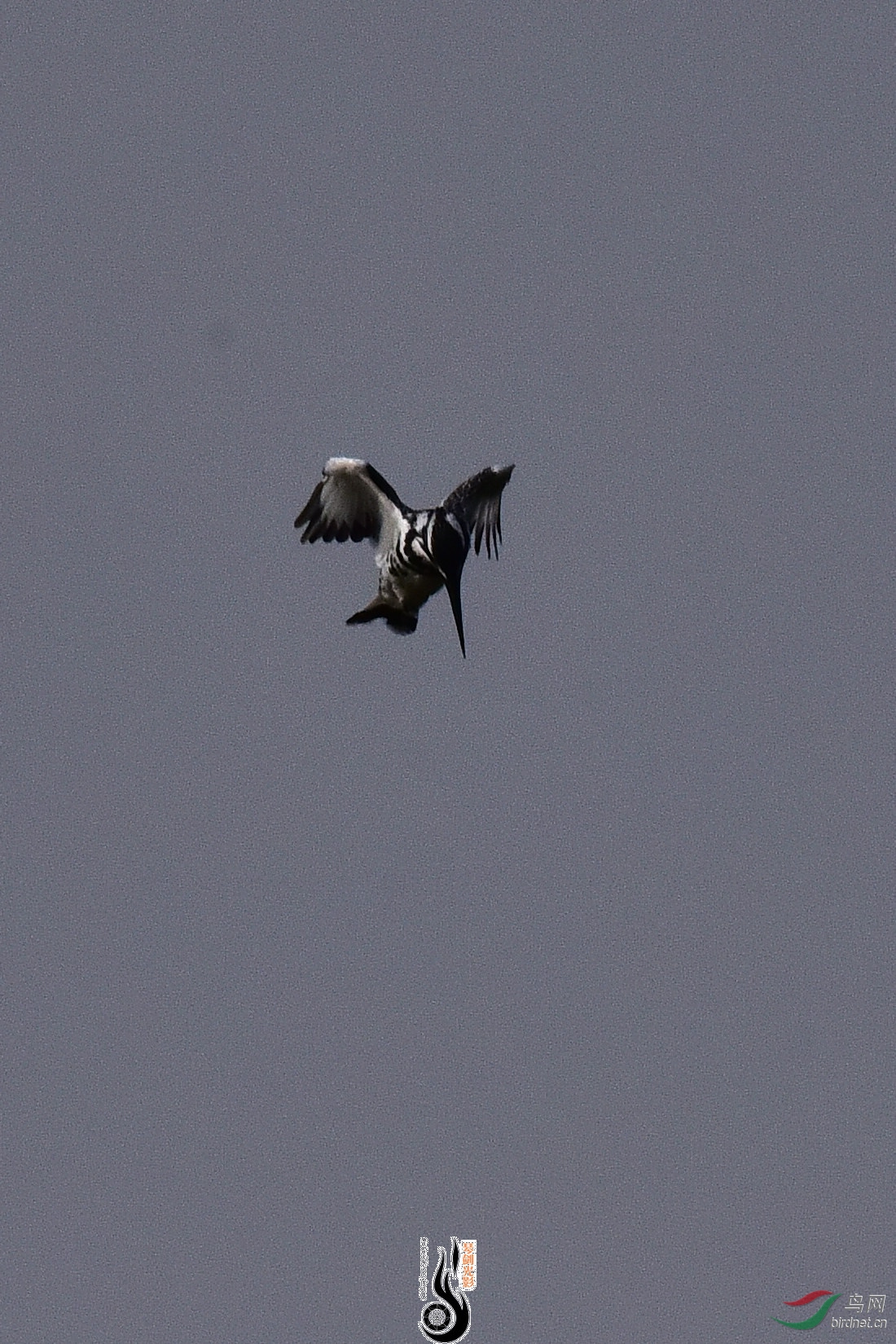 DSC_0950.JPG