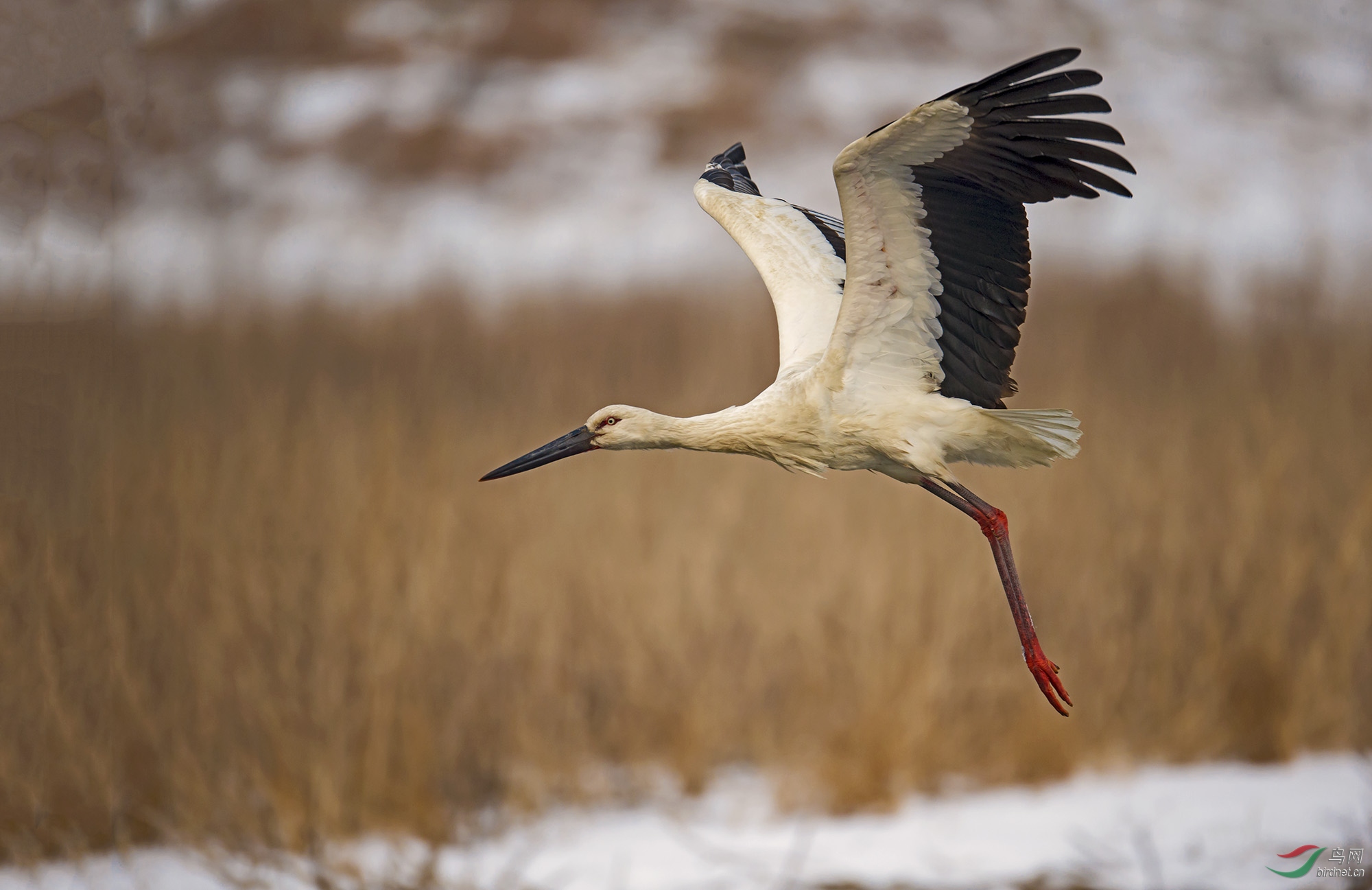 白鹳- 辽宁版 liaoning 鸟网